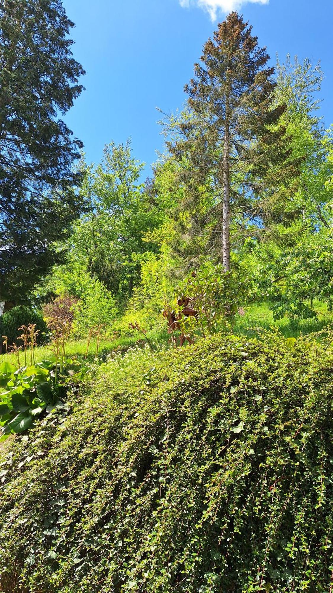 Haus Westharz Goslar Appartement Bad Grund Buitenkant foto